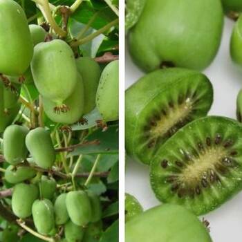 Актинидия коломикта: тропические фрукты в северных садах