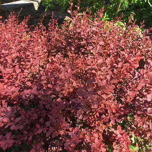 Барбарис Тунберга Atropurpurea Барбарис Тунберга Atropurpurea