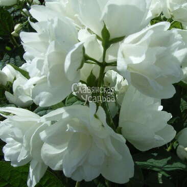 Чубушник (жасмин садовый) Bouquet Blanc (белый букет)
