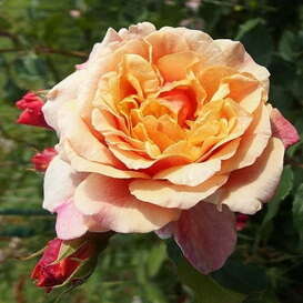 Роза парковая Caramella