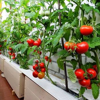 Томаты на балконе: секреты агротехники