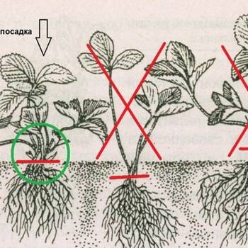 Как правильно посадить землянику садовую (клубнику)