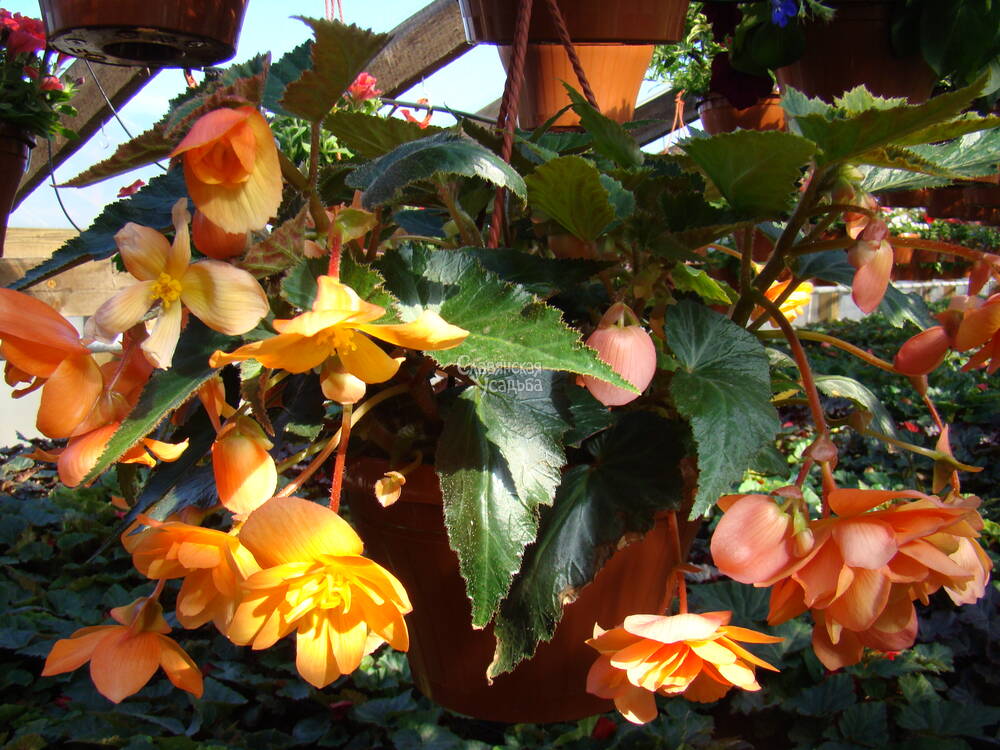 Подвесные кашпо с цветами