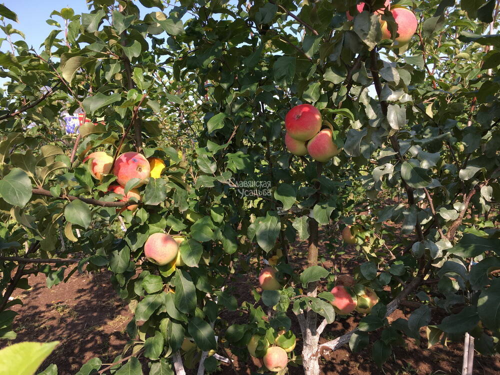 Купить летние сорта яблонь - питомник SlavUsadba.ru