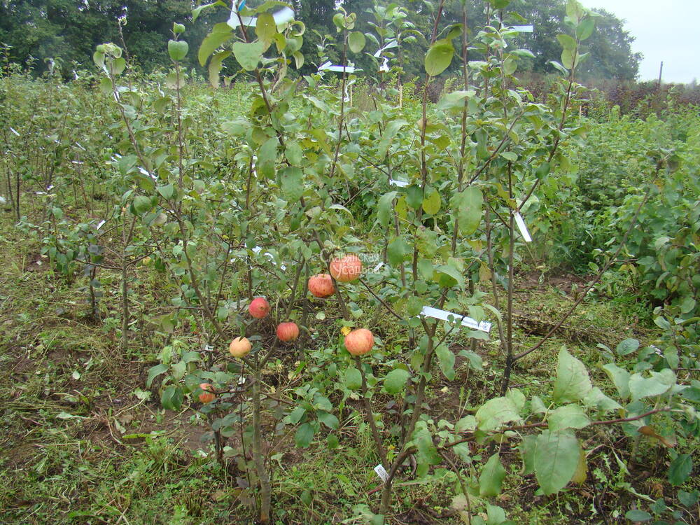 Саженцы плодово-ягодных культур