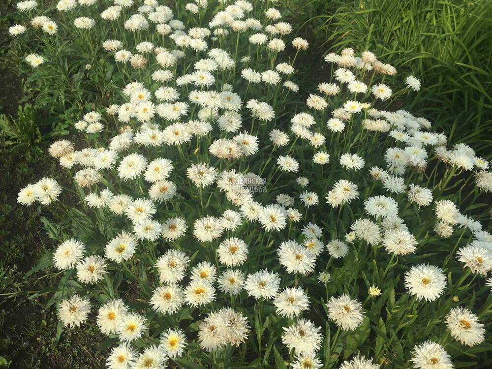 Многолетние цветы (травянистые многолетники)