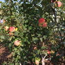Осенние сорта яблонь