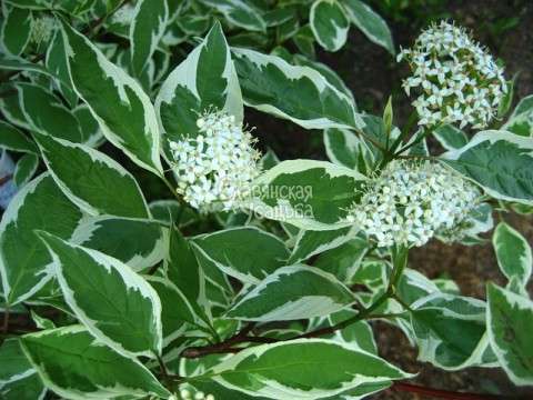 Дерен белый Elegantissima (var. Argenteomarginata)