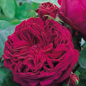Роза английская Falstaff