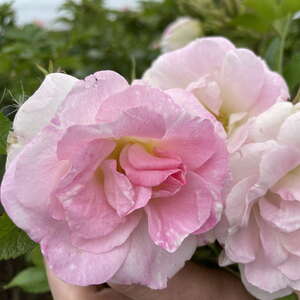 Роза парковая Regel (сортовая ругоза) белая (яблоневый цвет)