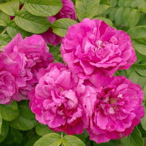 Роза парковая (сортовая ругоза) Romantic Roadrunner