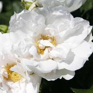 Роза парковая (сортовая ругоза) White Roadrunner