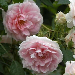 Роза плетистая Kir Royal