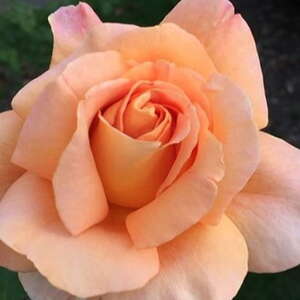 Роза чайно-гибридная Apricot