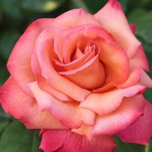 Роза чайно-гибридная Cristoforo Colombo