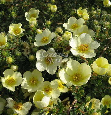 Лапчатка кустарниковая Primrose Beauty