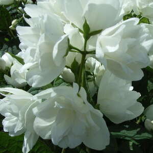 Чубушник (жасмин садовый) Bouquet Blanc (белый букет)