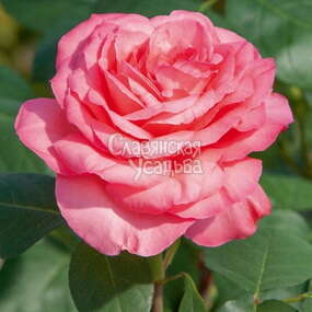 Роза чайно-гибридная Panthere Rose