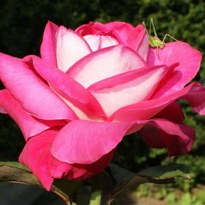 Роза чайно-гибридная Acapella