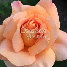 Роза чайно-гибридная Apricot