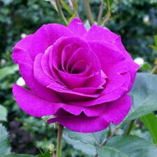 Роза чайно-гибридная Melody Parfumee