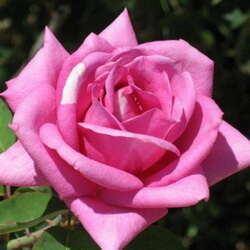 Роза чайно-гибридная Eminence