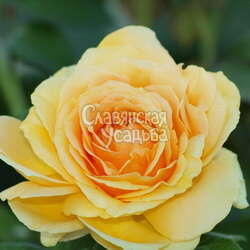 Роза чайно-гибридная Gaby Morlay