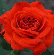 Роза флорибунда Rabelais