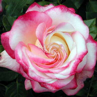 Роза флорибунда Laminuette