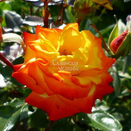 Роза флорибунда Samba