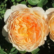 Роза английская Tamora
