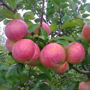 Яблоня летняя Раннее алое