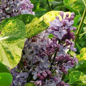 Сирень Аукубафолия (Aucubaefolia)
