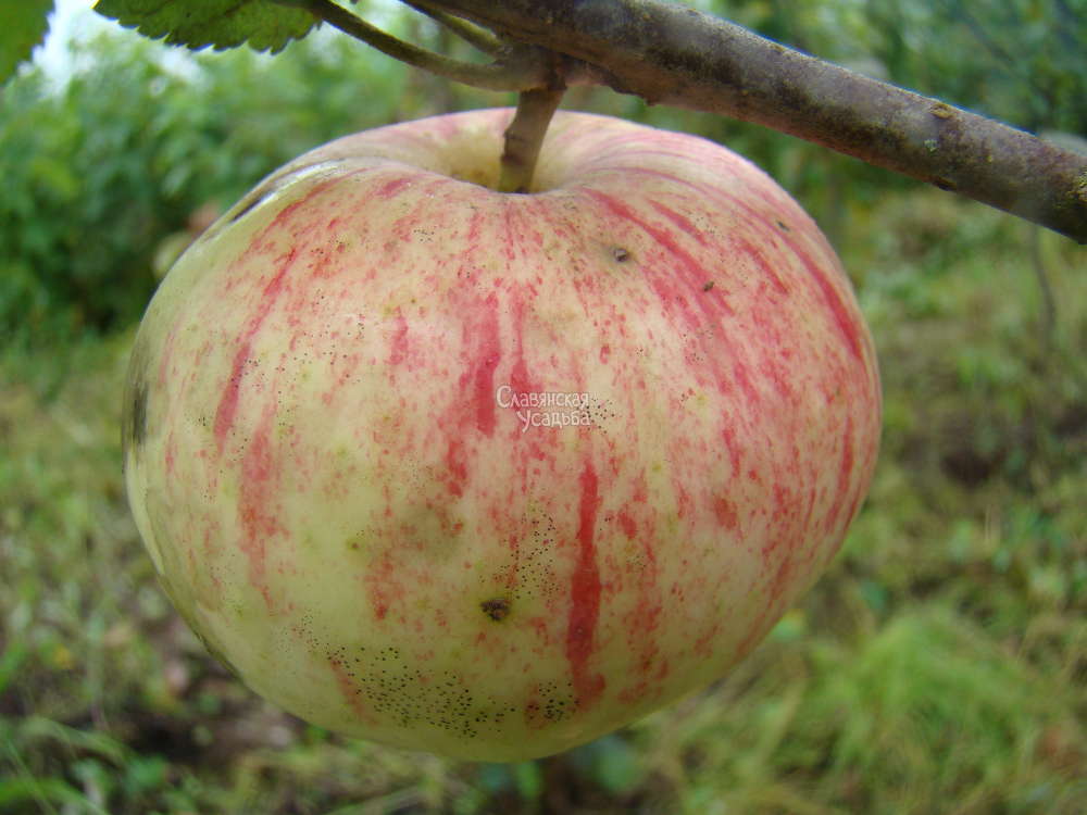 Яблоня летняя Суйслепское (Малиновка)