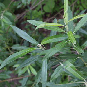 Ива гибридная шерстистопобеговая (Salix dasyclados)