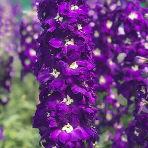 Новозеландский гибрид «Purple Passion» Новозеландский гибрид «Purple Passion»