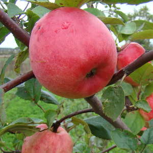 Яблоня осенняя Веньяминовское