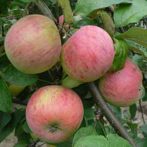 Яблоня осенняя Осеннее полосатое