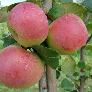 Яблоня осенняя Ауксис
