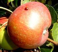Яблоня осенняя Зоренька